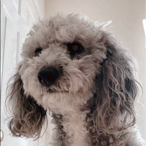 Meet your Posher, Fanny